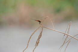 Image of Coastal Glider