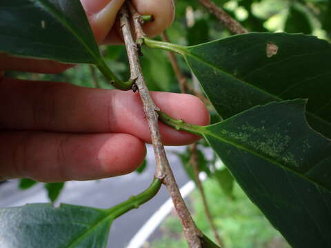 Image de Prunus zippeliana Miq.