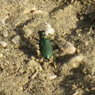 Image of Cicindela (Cicindelidia) nigrocoerulea nigrocoerulea Le Conte 1846