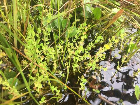 Imagem de Hypericum japonicum subsp. japonicum