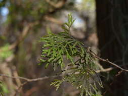 Image of Atlantic White Cedar