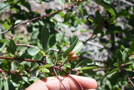 Image of red buckthorn