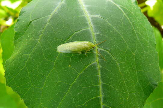 Image of Green Banana Cockroach