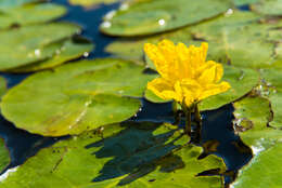 Image of yellow floatingheart