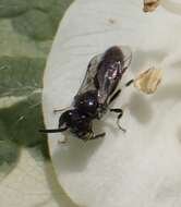 Image of Hyaline Masked Bee