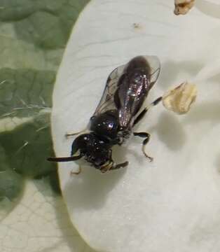 Imagem de Hylaeus hyalinatus Smith 1842