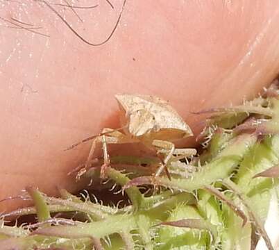 Image of Red-shouldered Stink Bug