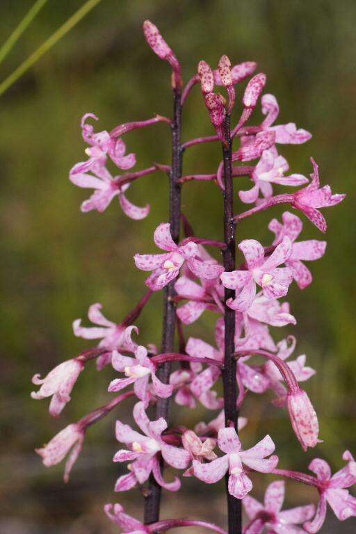 Plancia ëd Dipodium roseum D. L. Jones & M. A. Clem.