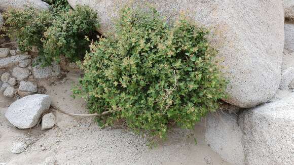 Image of California copperleaf