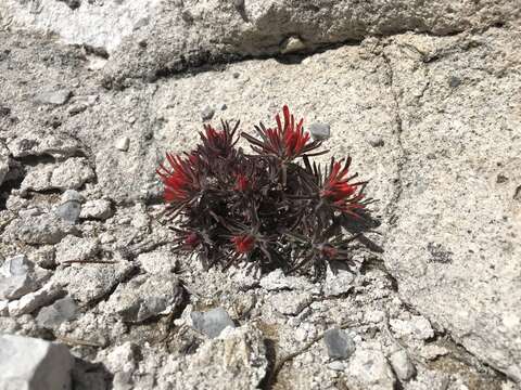 Image de Castilleja scabrida var. barnebyana (Eastw.) N. Holmgren