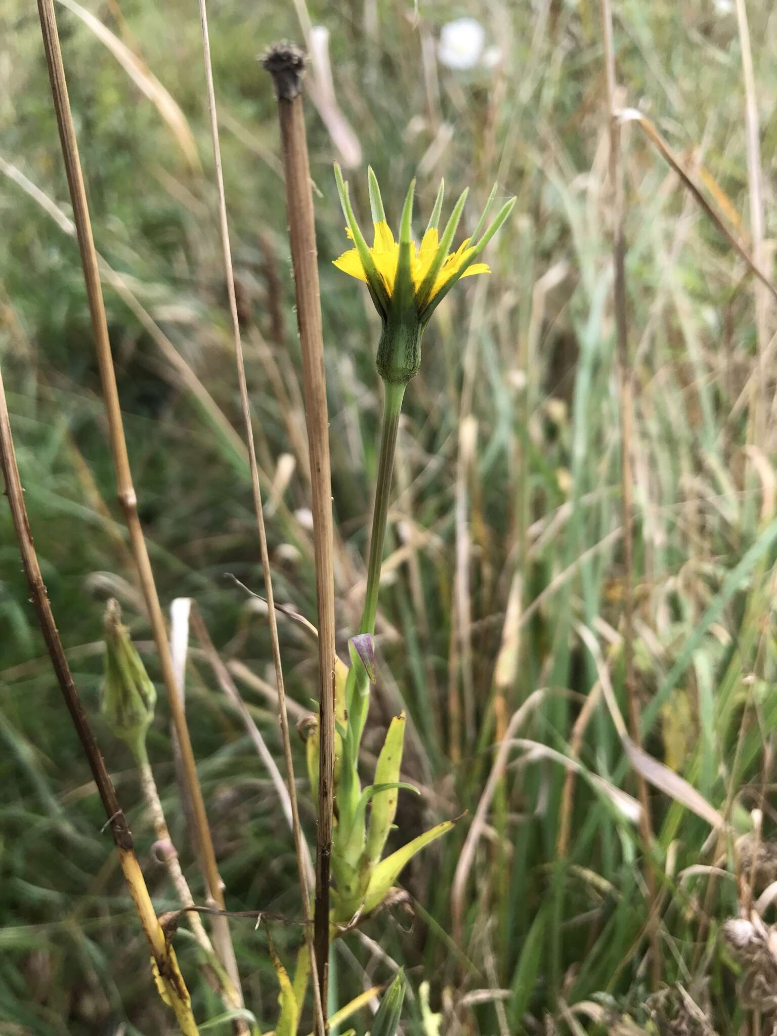 Image de Tragopogon minor Mill.