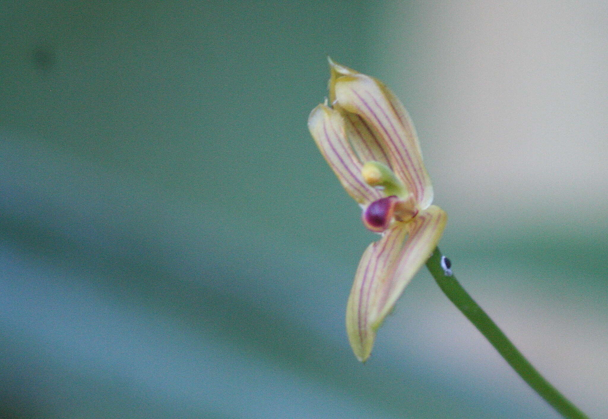 Image of Maxillaria lineolata (Fenzl) Molinari