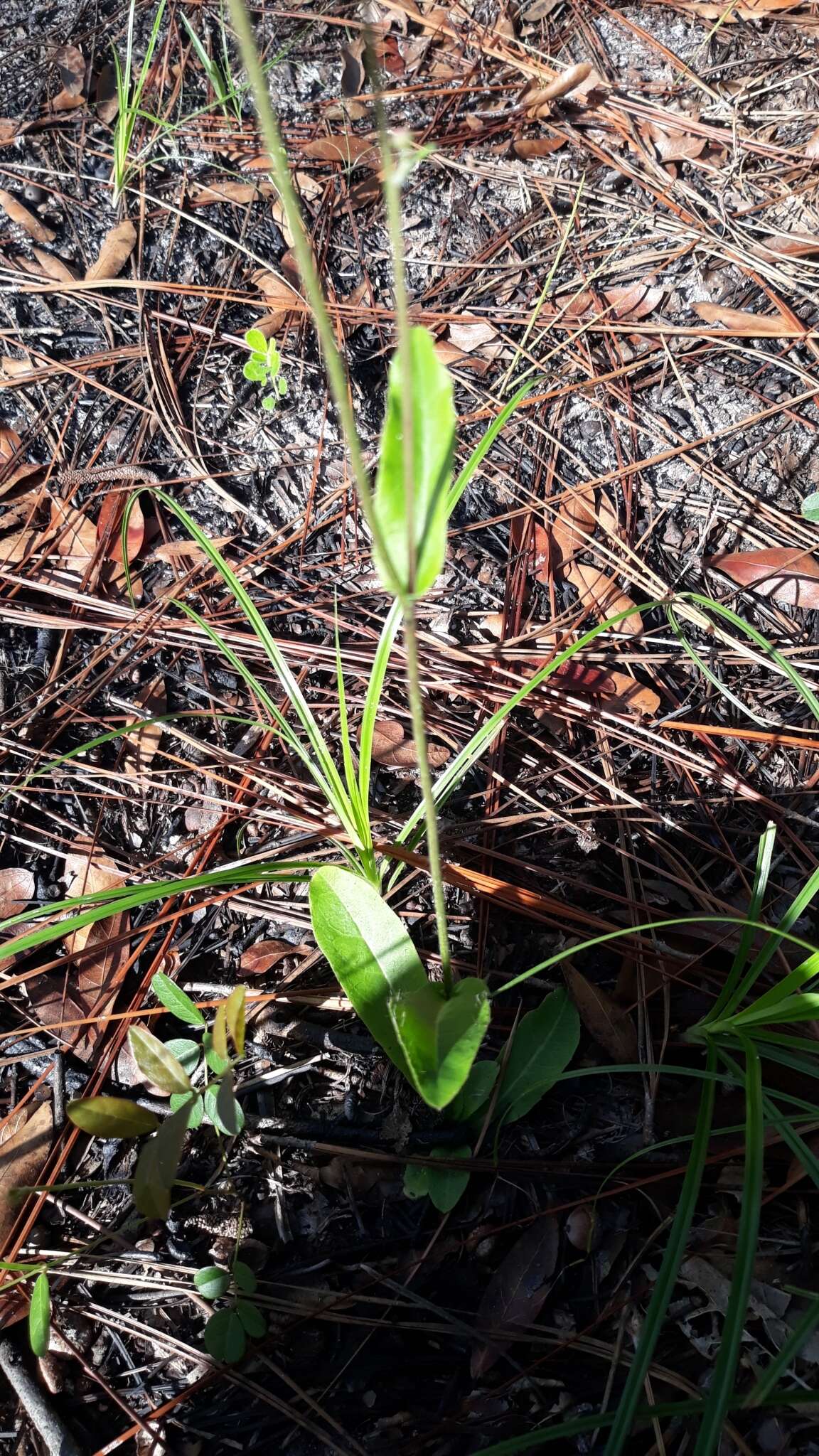 Image of Hieracium megacephalum Nash