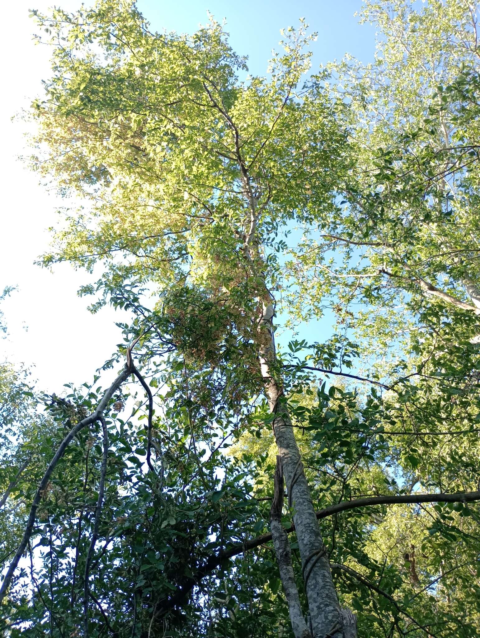 Image of Cordia americana (L.) Gottschling & J. S. Mill.