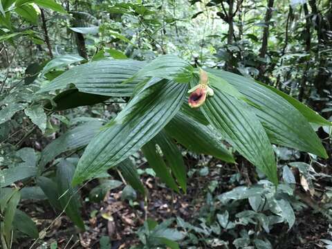 Image de Selenipedium aequinoctiale Garay