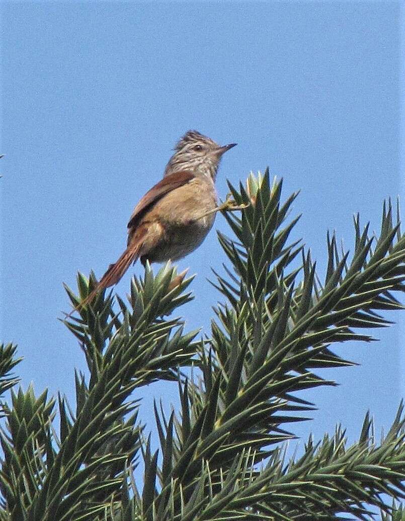 Image of Araucaria Tit-Spinetail