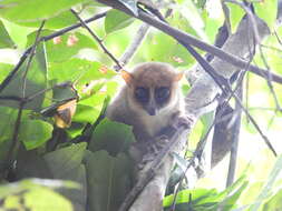 Image of Claire's Mouse Lemur