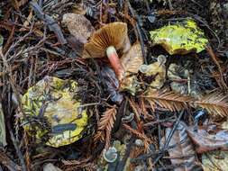 Image of Cortinarius viridirubescens M. M. Moser & Ammirati 1997