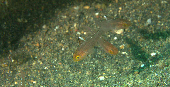 Image of Frostfin cardinalfish