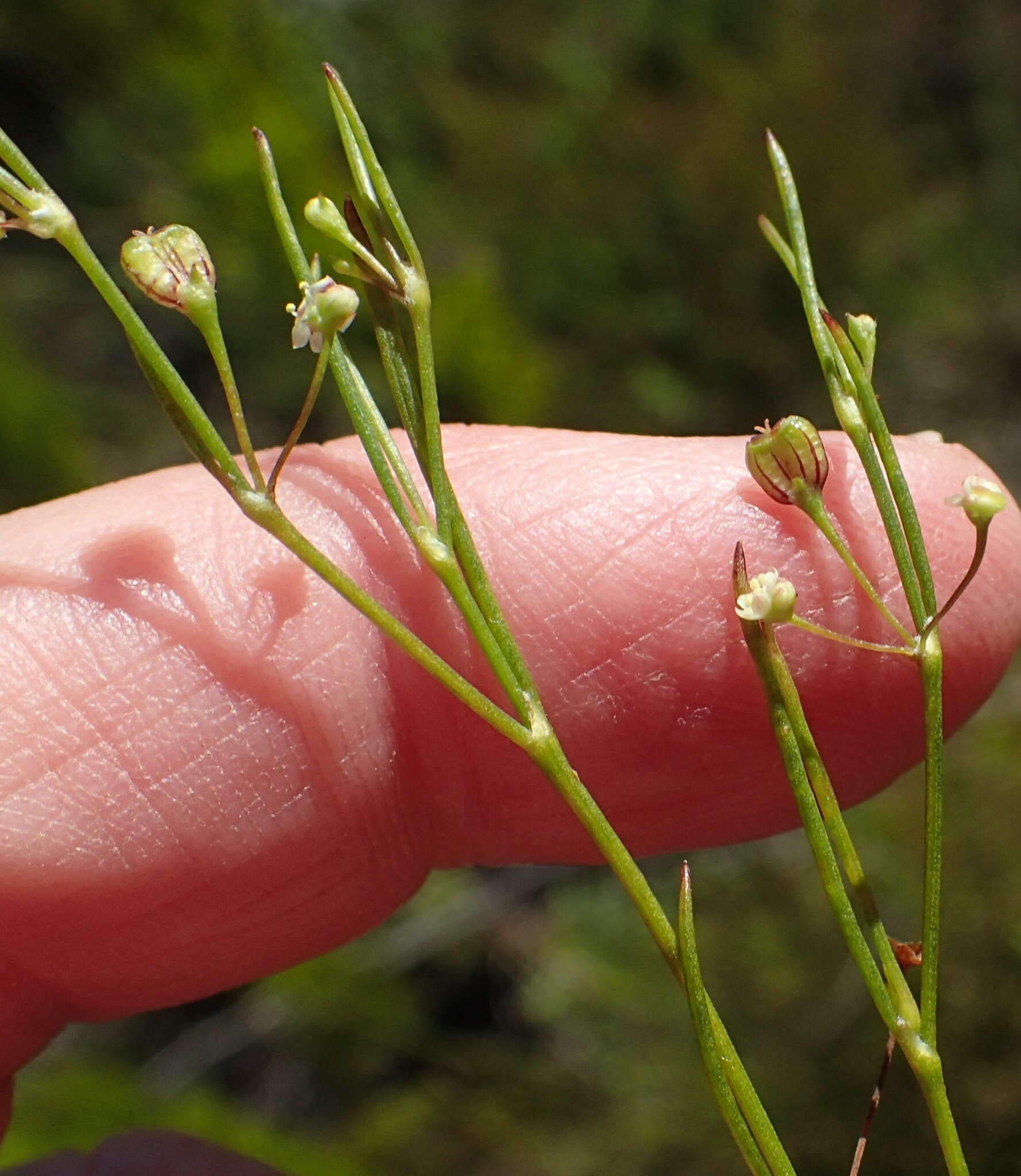 Image of Centella virgata (L. fil.) Drude