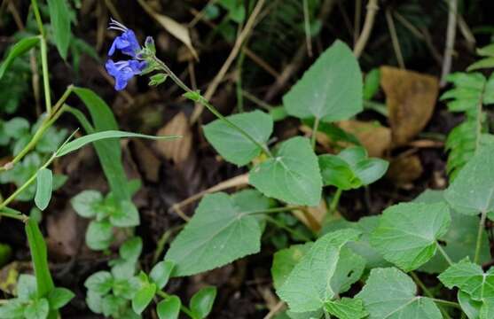 Salvia scutellarioides Kunth resmi