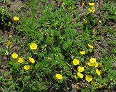 Слика од Potentilla argaea Boiss. & Bal.