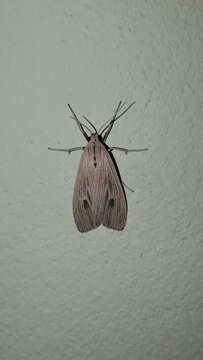 Image of Agaraea nigrostriata Rothschild 1909