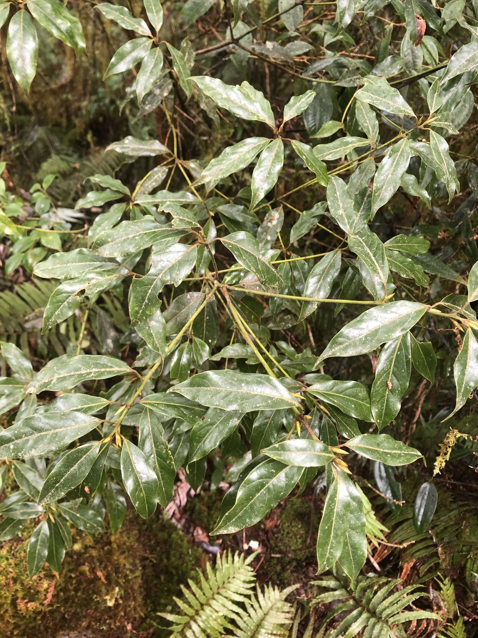 Image of Neolitsea acuminatissima (Hayata) Kaneh. & Sasaki