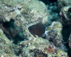 Слика од Pycnochromis hanui (Randall & Swerdloff 1973)