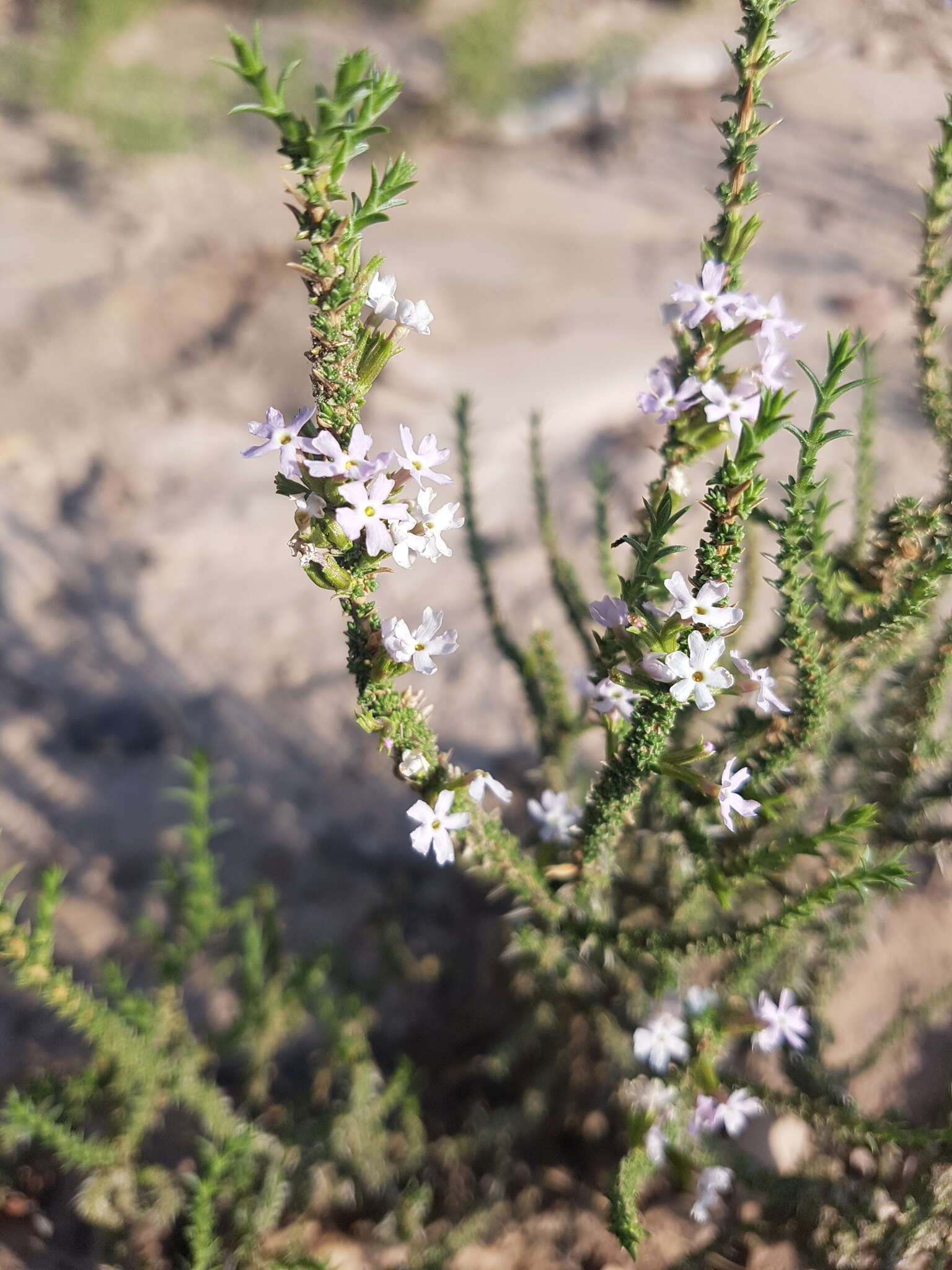 صورة Junellia seriphioides (Gillies & Hook.) Moldenke