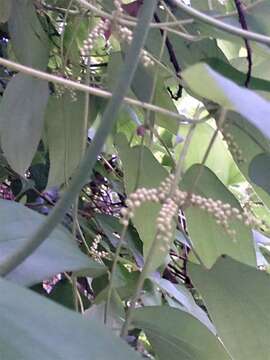 Image of Dioscorea cirrhosa Lour.