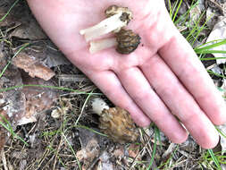 Image of Morchella punctipes Peck 1903