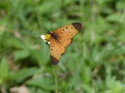 Image of Acraea caldarena Hewitson 1877