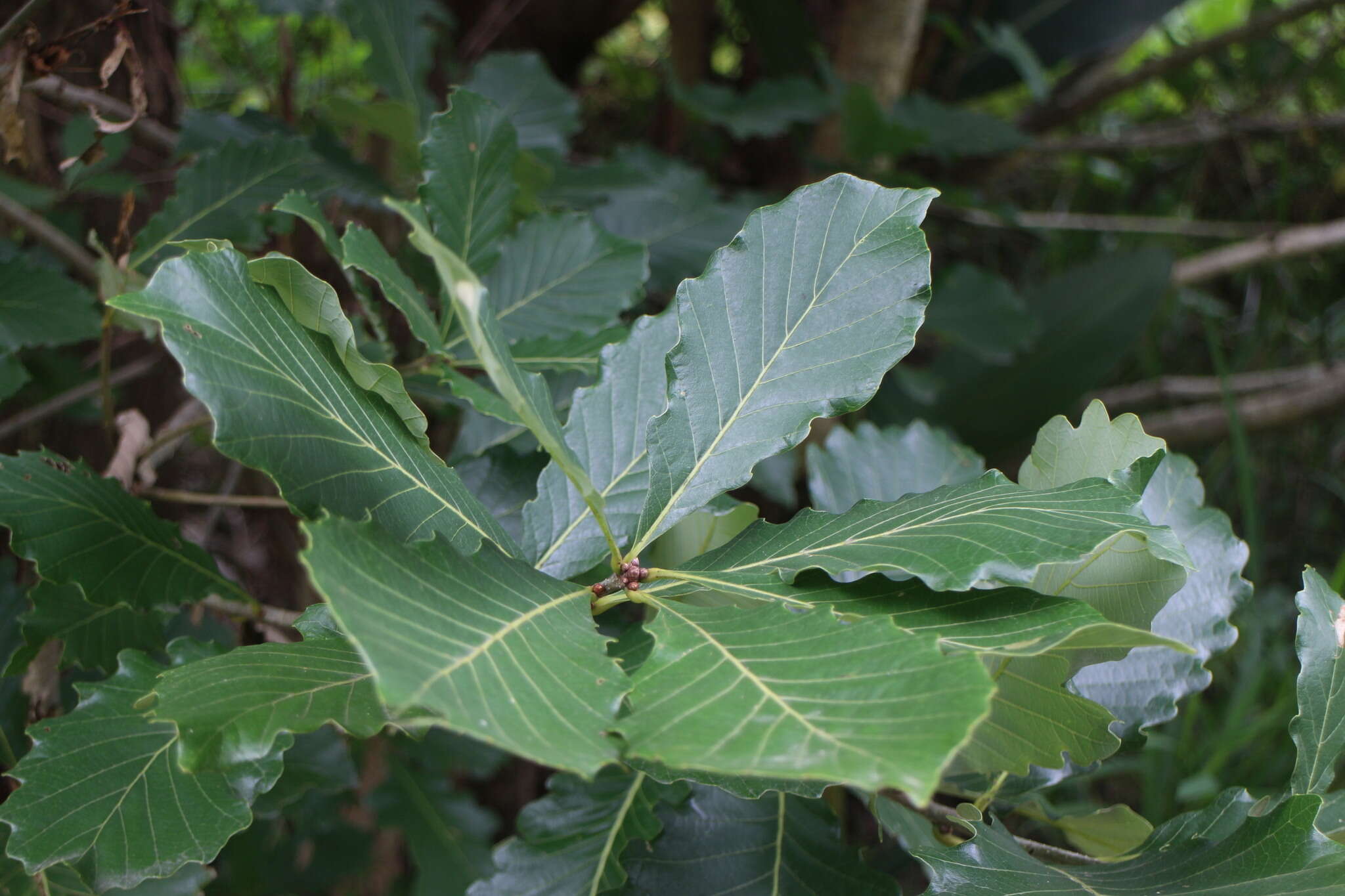 Image of Galcham oak