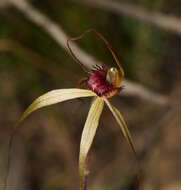 Image of Grampians spider orchid