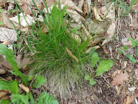 Image of variousleaf fescue