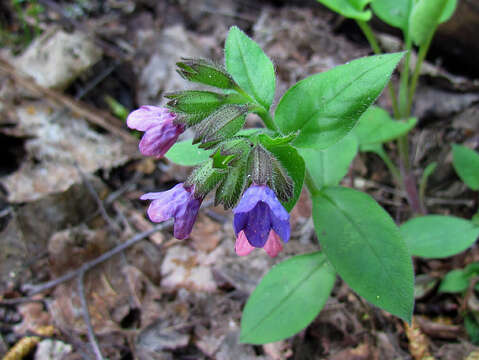 Image of Pulmonaria obscura Dumort.