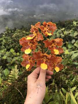 Image of Otoglossum chiriquense (Rchb. fil.) Garay & Dunst.