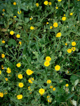 Image of field marigold