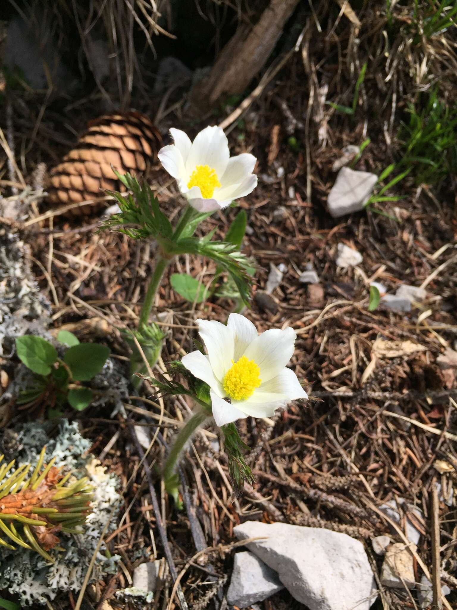 Imagem de Pulsatilla alpina (L.) Delarbre