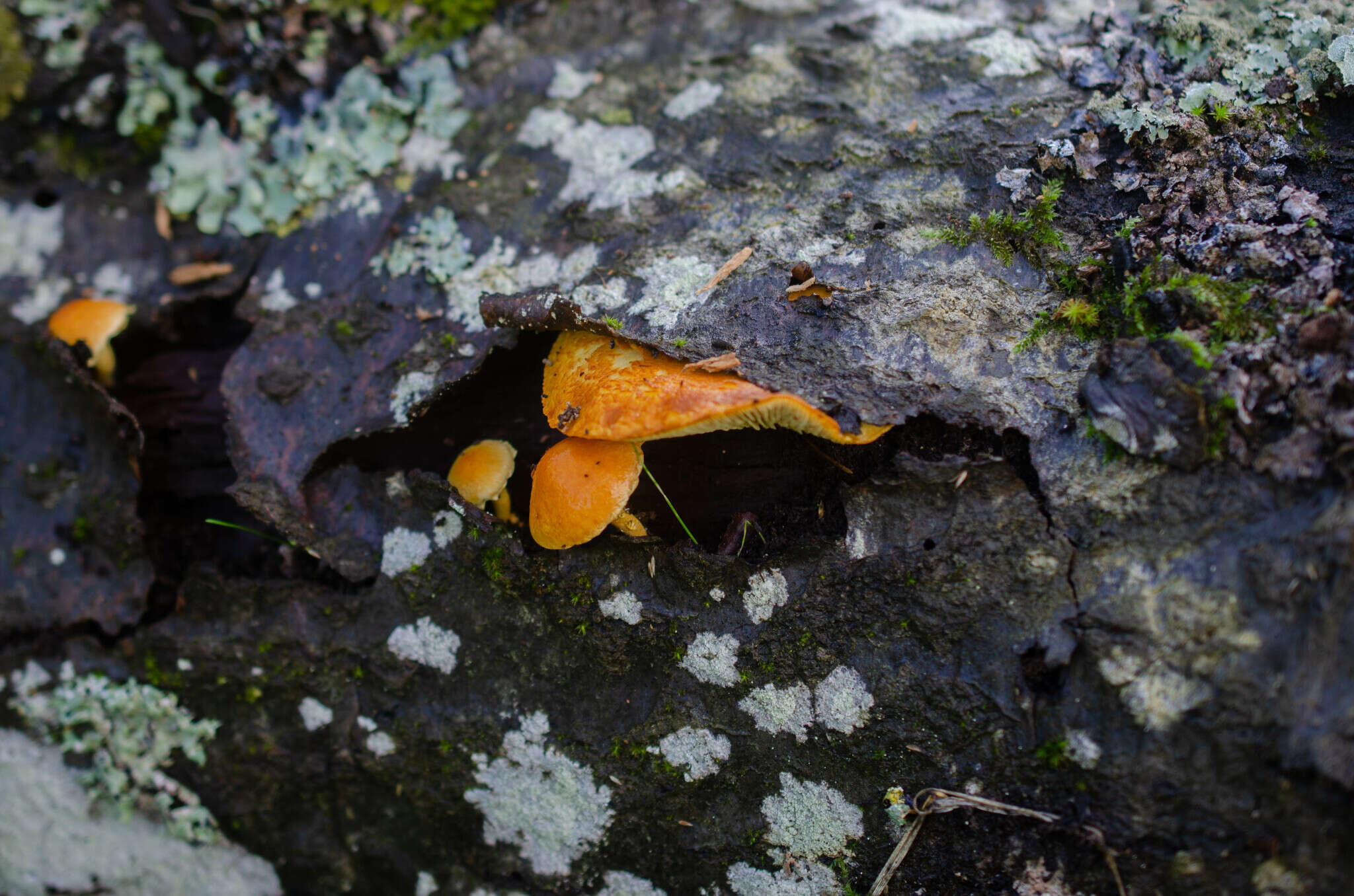 Image of Pholiota tuberculosa (Schaeff.) P. Kumm. 1871