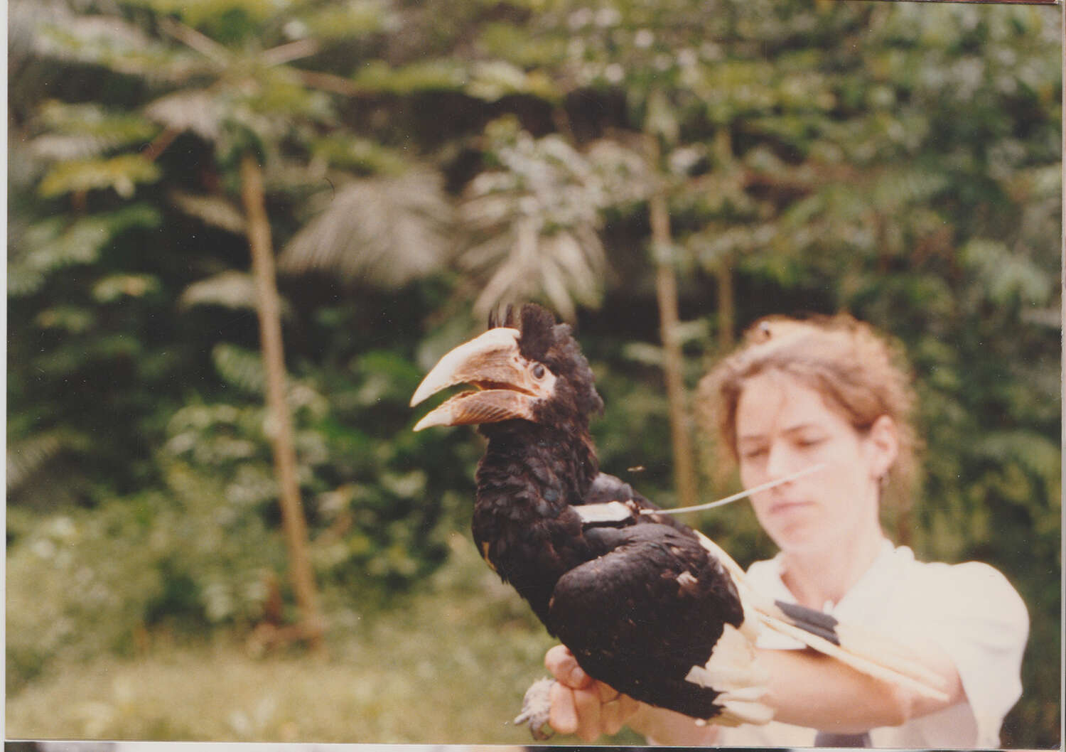 Image of White-thighed hornbill