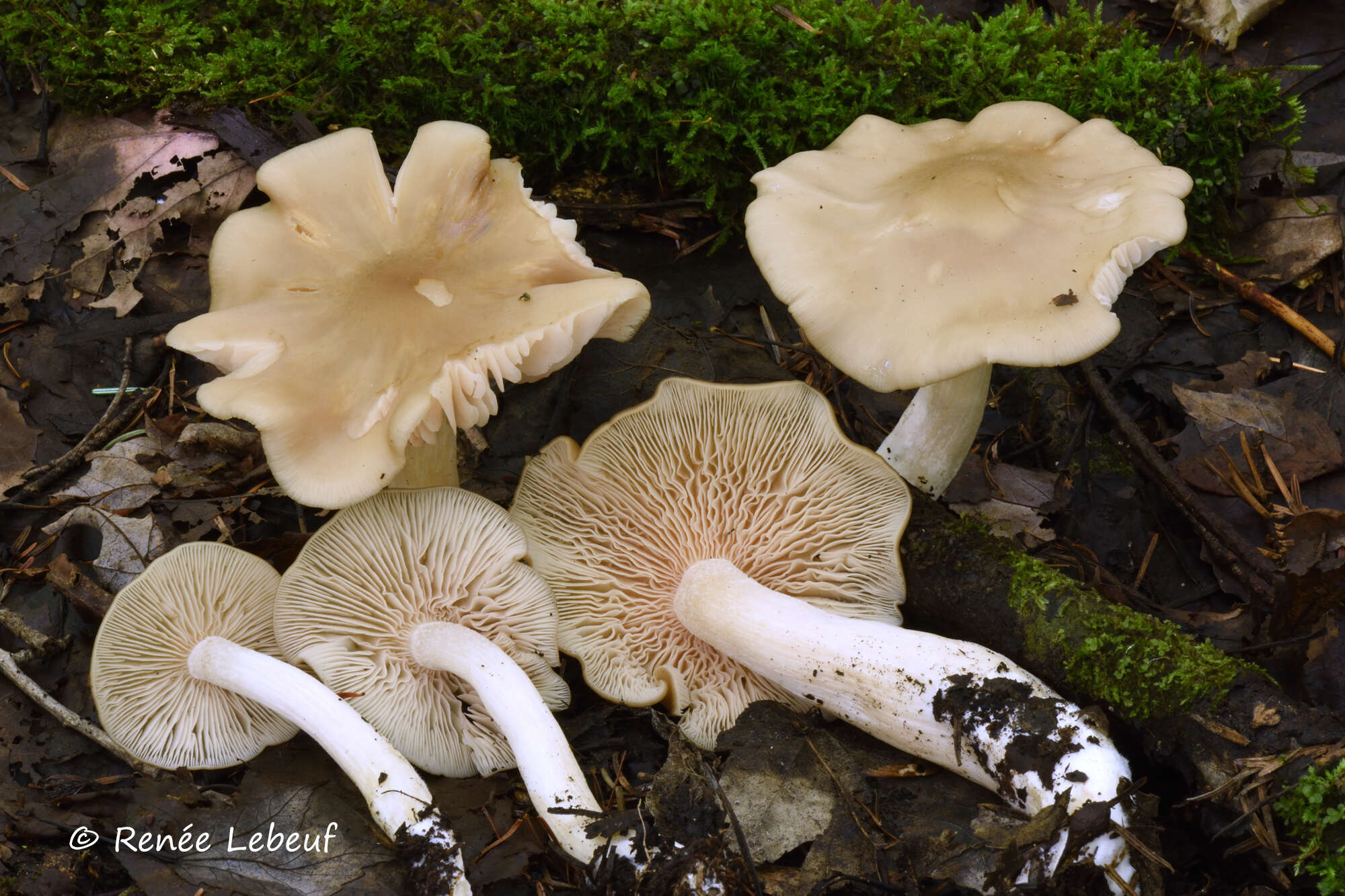 Image of Entoloma whiteae Murrill 1917