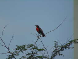 Image of Peruvian Meadowlark