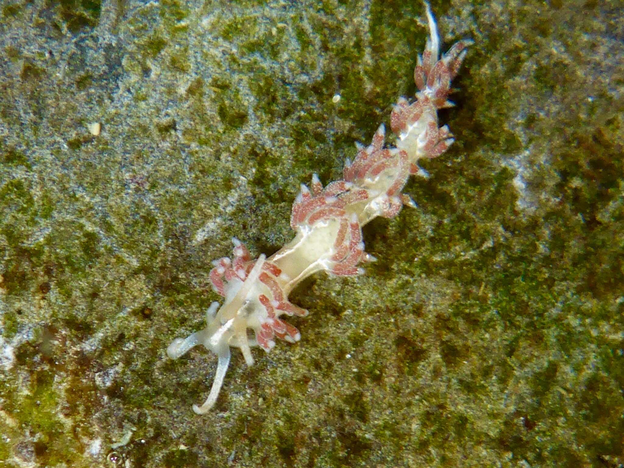 Image de Coryphella verta Ev. Marcus 1970