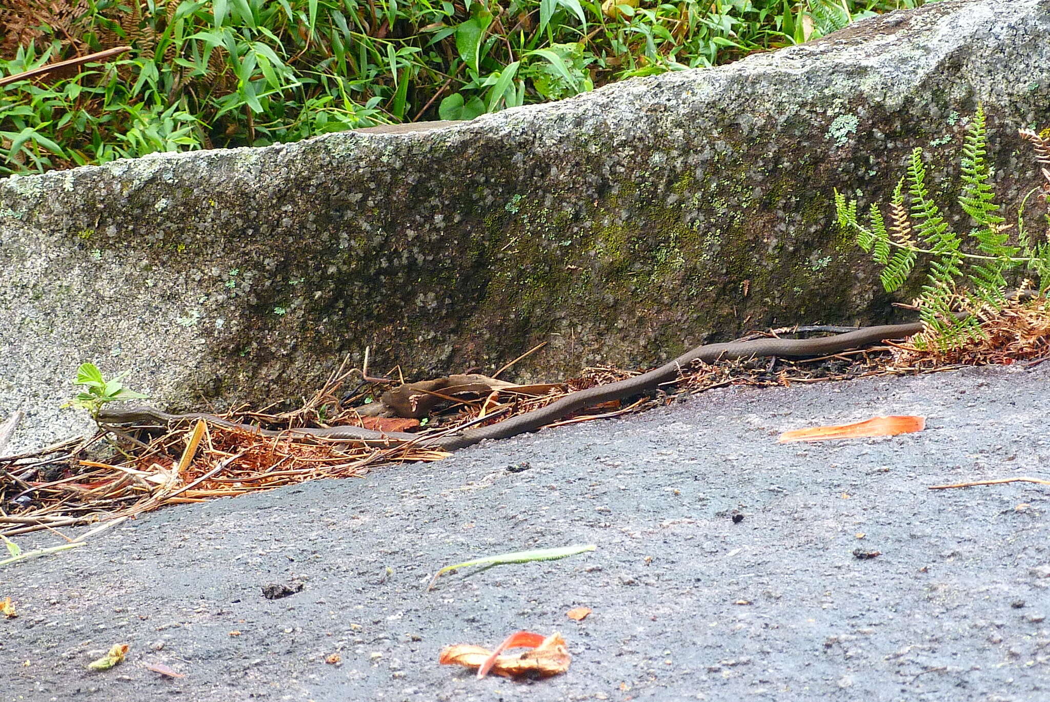 Image of Daniel's Tropical Racer