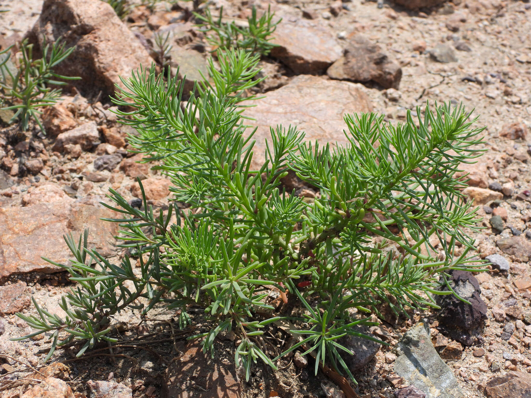 Image of Suaeda glauca (Bunge) Bunge