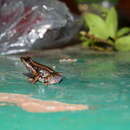 Image of crimson bush frog