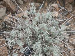 Image of Teucrium stocksianum Boiss.