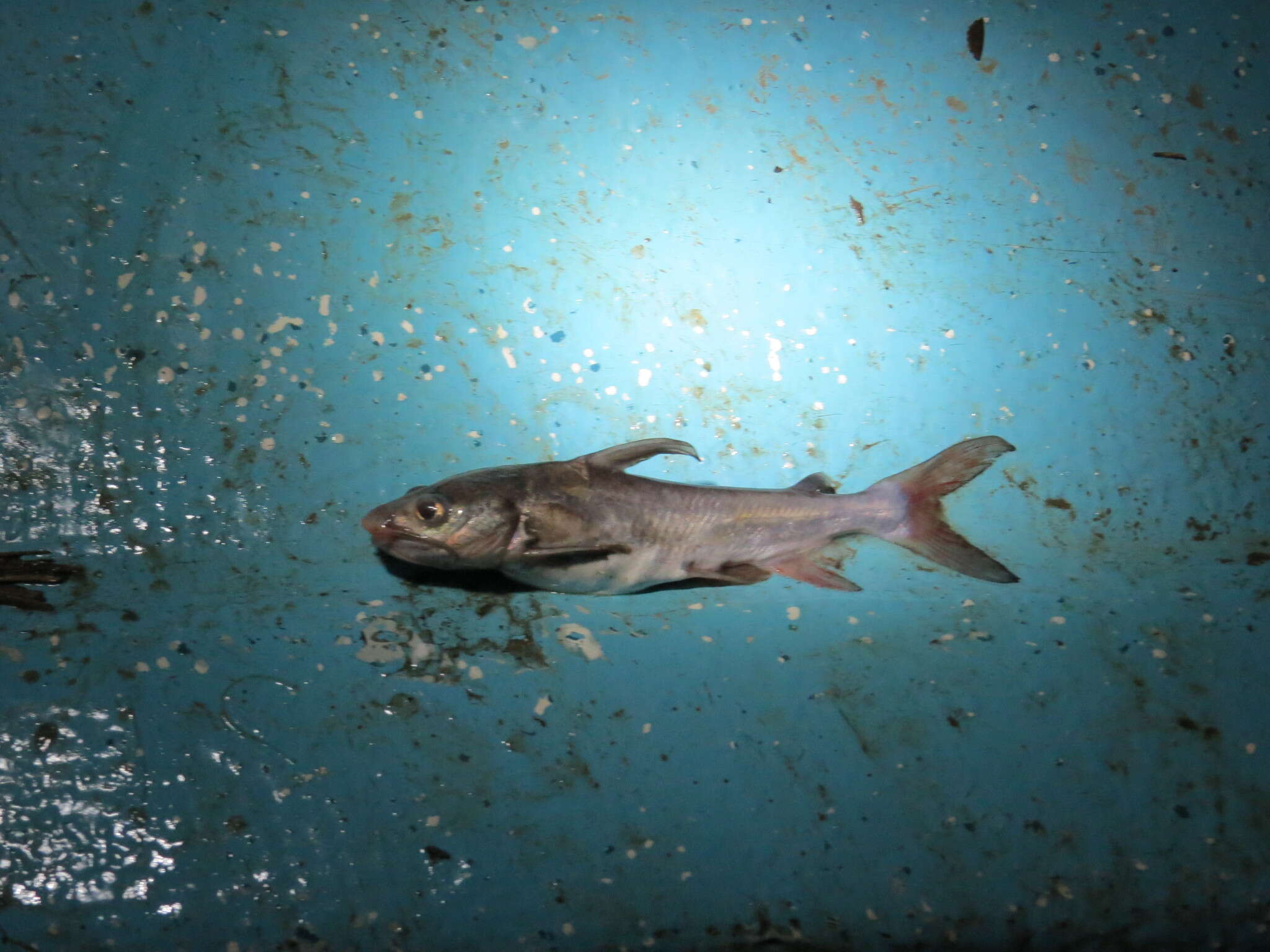 Image of Kailola&#39;s sea catfish